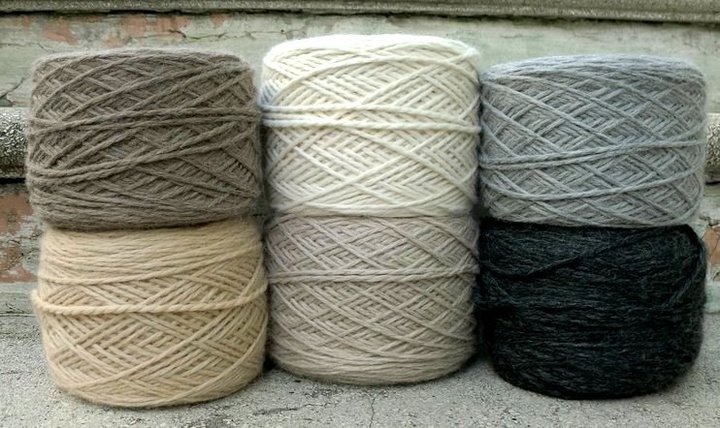 100% Baby Alpaca - die erste Schur des Jungtieres